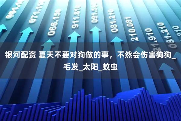 银河配资 夏天不要对狗做的事，不然会伤害狗狗_毛发_太阳_蚊虫